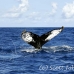whale_humpback_h_00884_dom3016.jpg